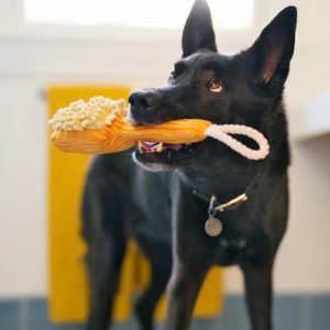 P.L.A.Y. Splish Splash – Bark ‘N Bristles