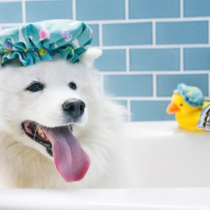 P.L.A.Y. Splish Splash – Shower Quack