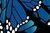 Flutter