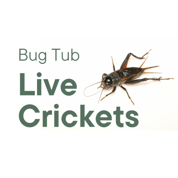 Bug Tub Crickets